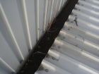 Leaves and small trees in the guttering